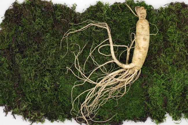 من جذوره تبدأ الحكاية: أسرار الجينسنغ التي لم تُروَ بعد