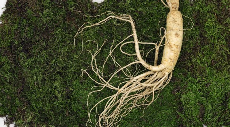 من جذوره تبدأ الحكاية: أسرار الجينسنغ التي لم تُروَ بعد